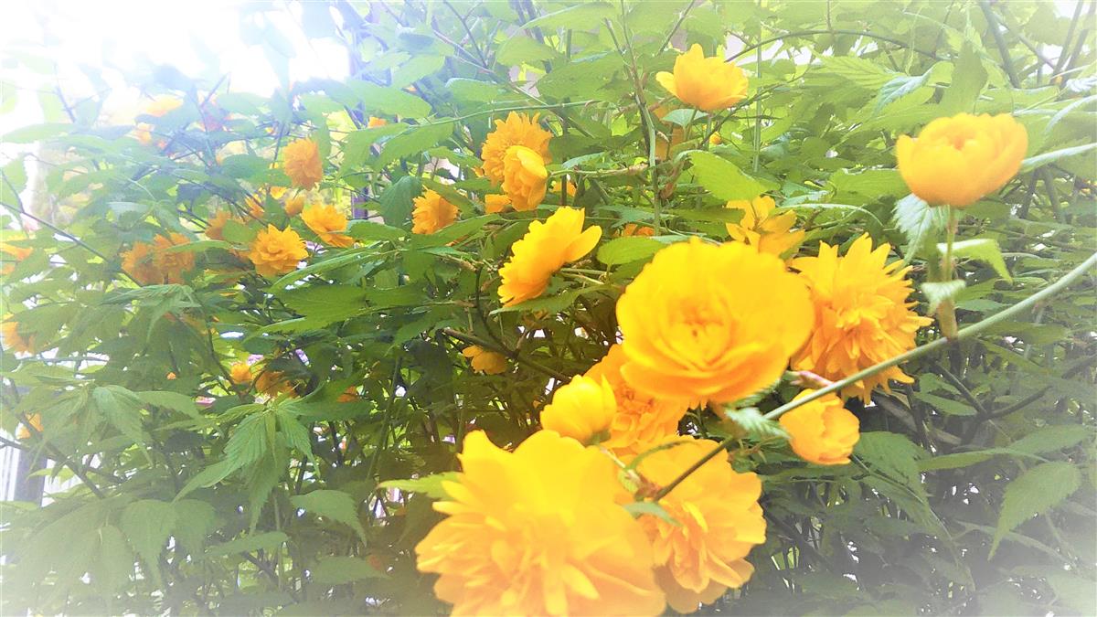 ♡コロナ対策も万全に♡完全予約制にて♡土日祝も施術中❢