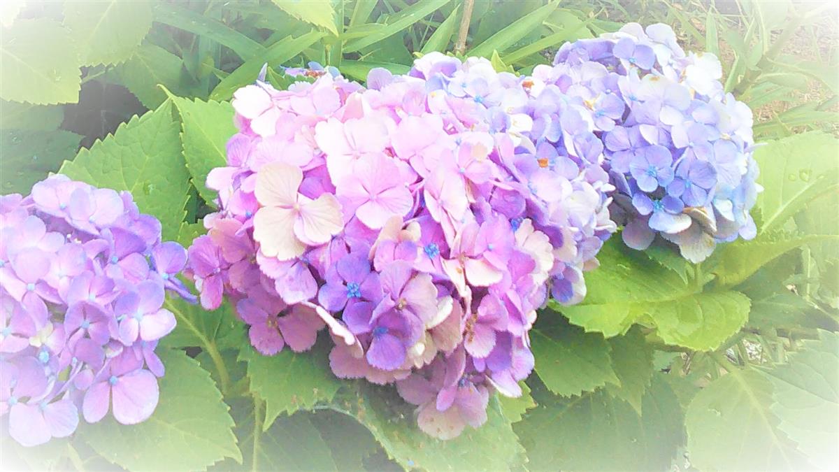 💛自粛治療を 6月1日より通常通り再開します💛