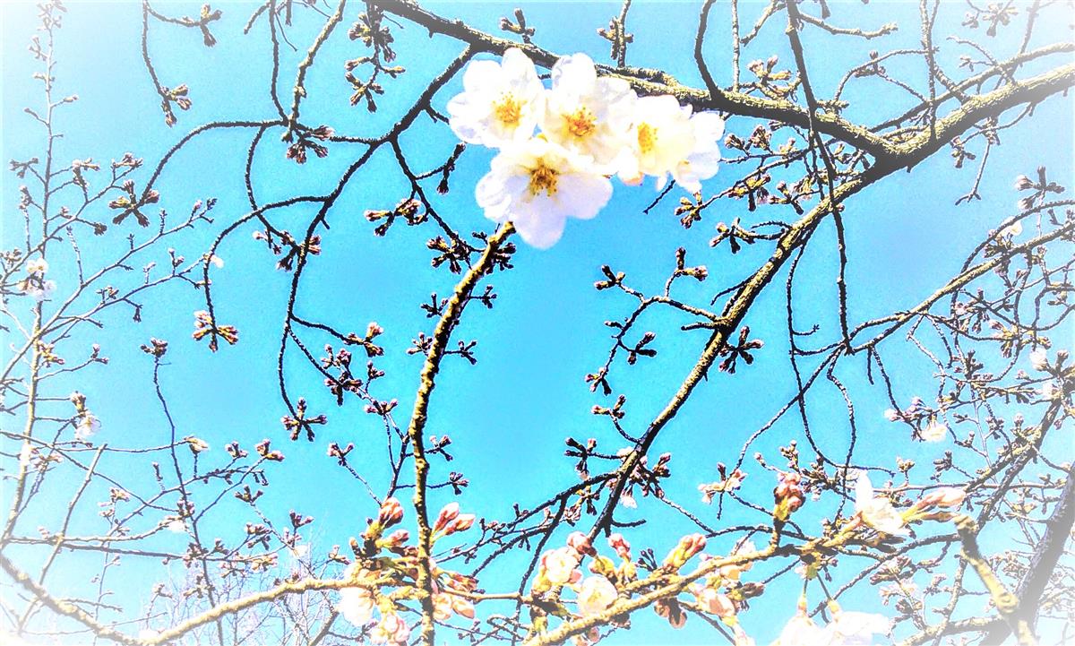 ❤花粉症による『鼻づまり 鼻水』クシャミ『目のカユミ』でお困りの方💛20%OFFでご提供いたします