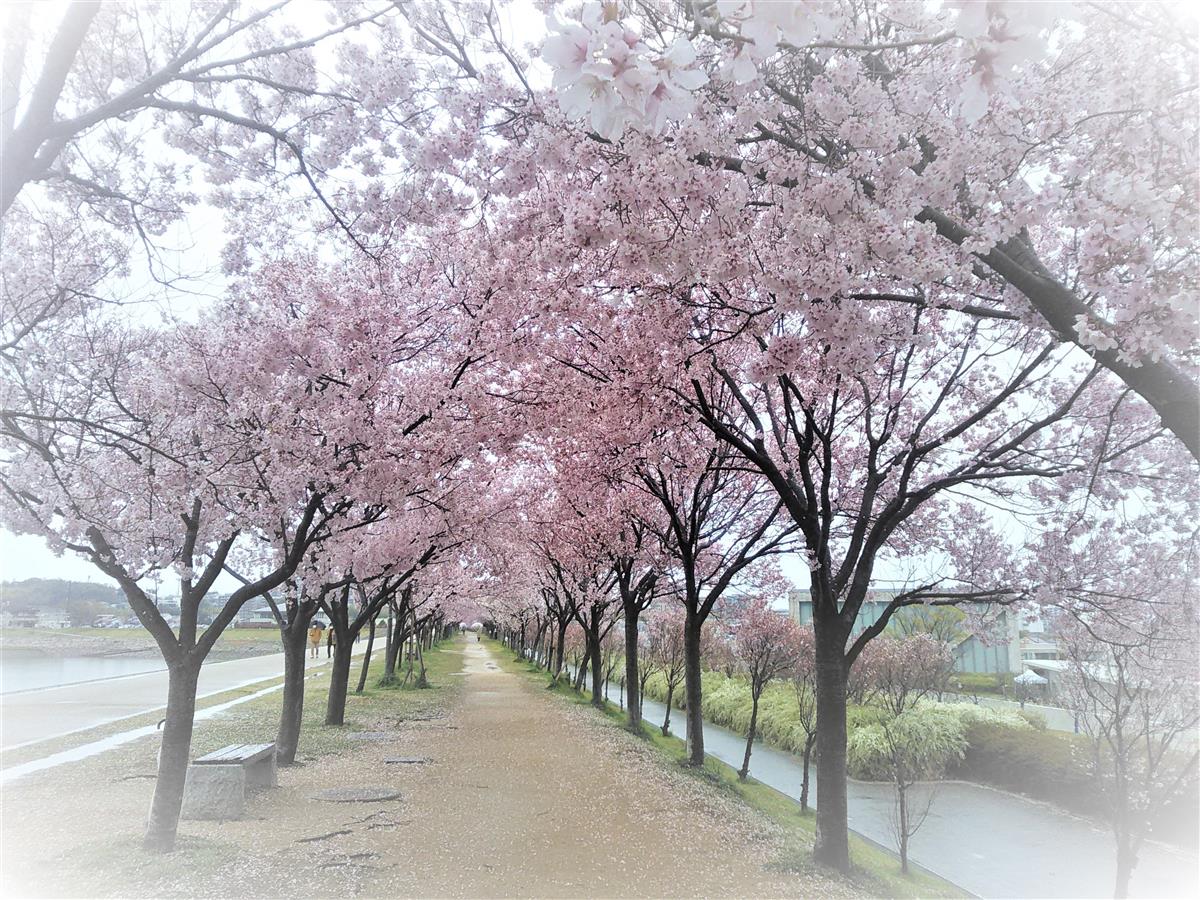 4月4日は休診です❣花粉症対策に朝のウオーキングを💛